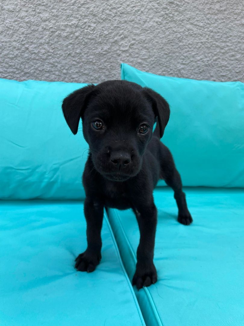 Enlarge MP, a Adopted mixed breed in Winnipeg, MB image 2/6