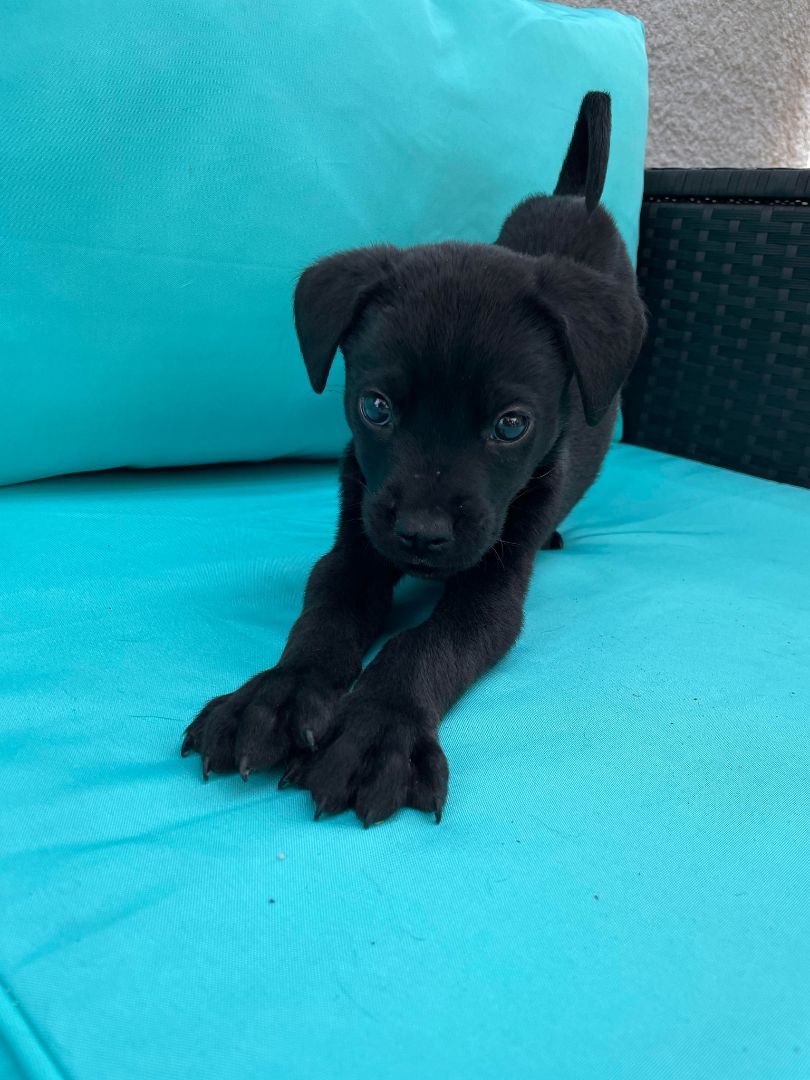 Enlarge MP, a Adopted mixed breed in Winnipeg, MB image 3/6