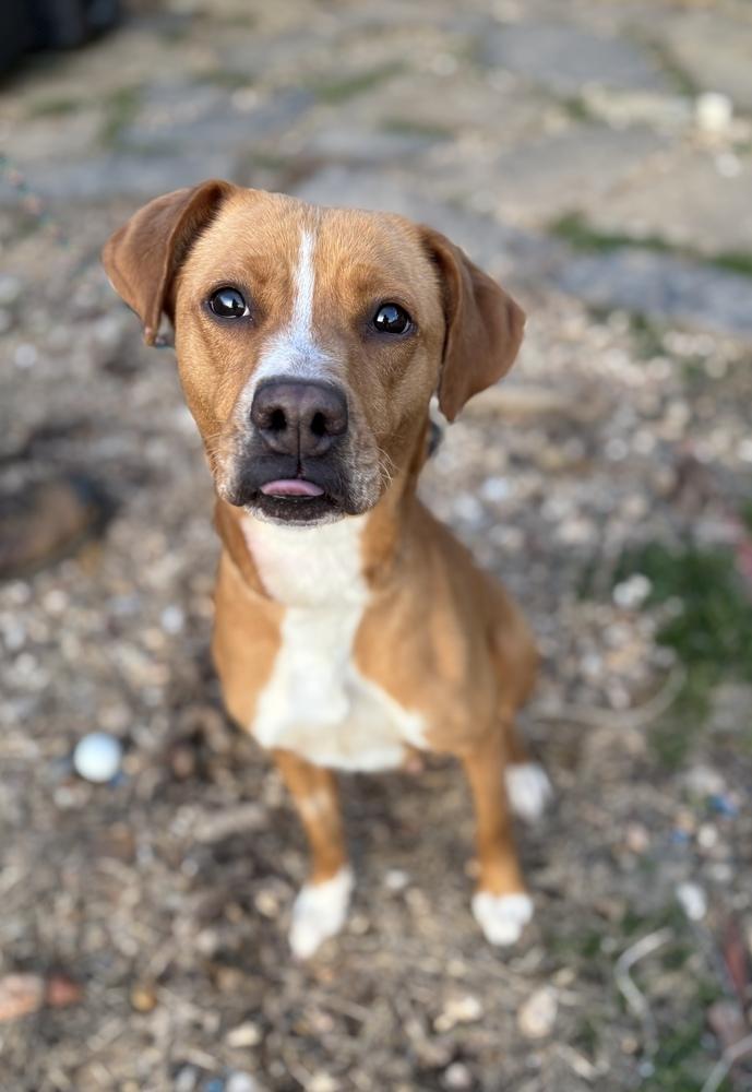 Enlarge Ellie Mae, a Adoptable mixed breed in Tulsa, OK image 2/4