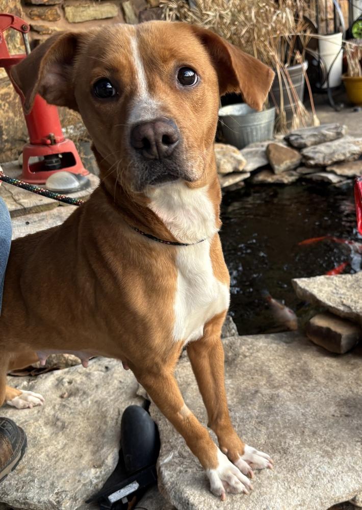 Enlarge Ellie Mae, a Adoptable mixed breed in Tulsa, OK image 4/4