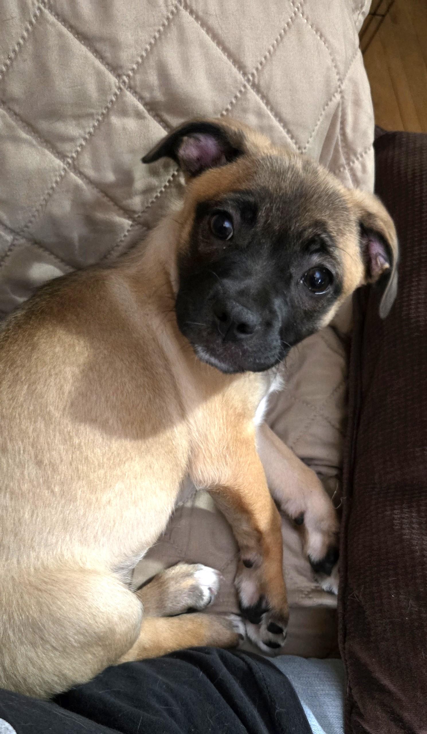 Enlarge Bluey, an adopted mixed breed in Oakdale, CA image 3/5