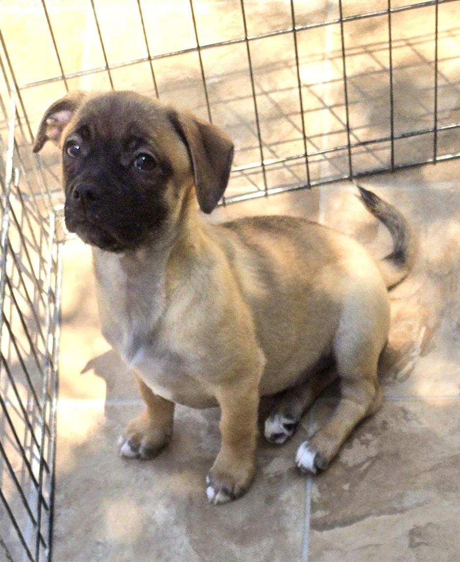 Bluey, adopted, Puppy Female Terrier.