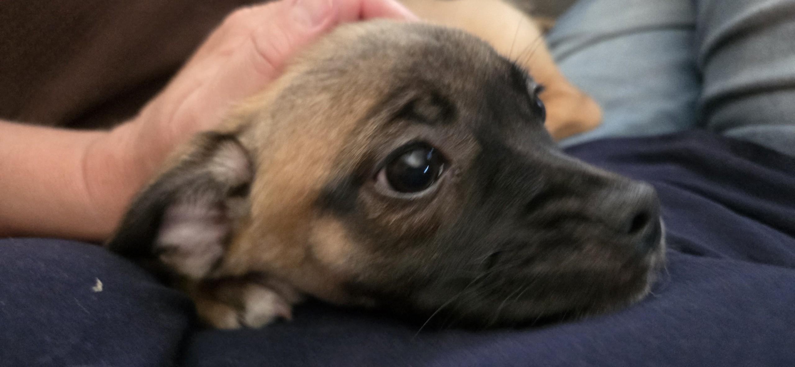 Enlarge Bluey, an adopted mixed breed in Oakdale, CA image 4/5