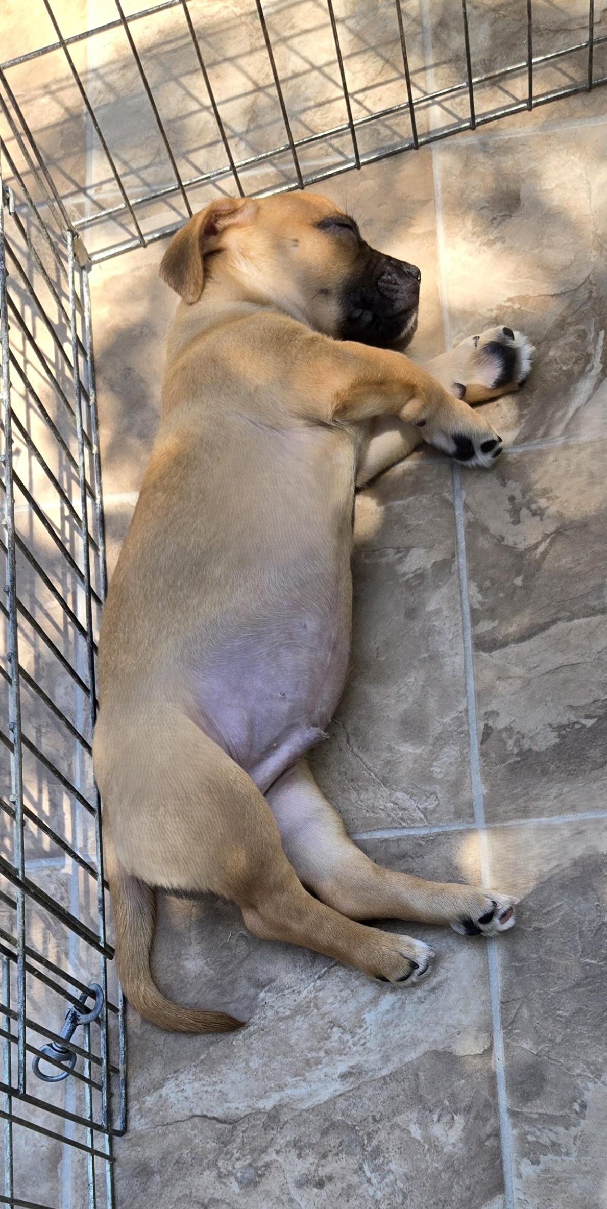 Enlarge Bluey, an adopted mixed breed in Oakdale, CA image 5/5