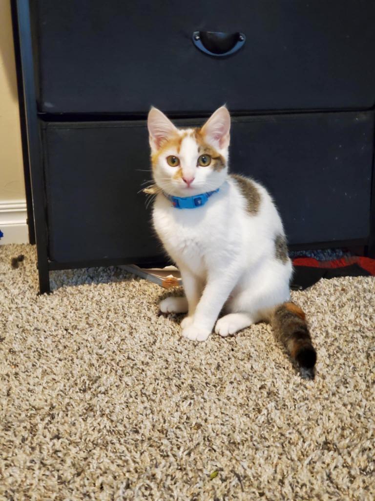 Eden, Adoptable, Young Female Domestic Medium Hair.