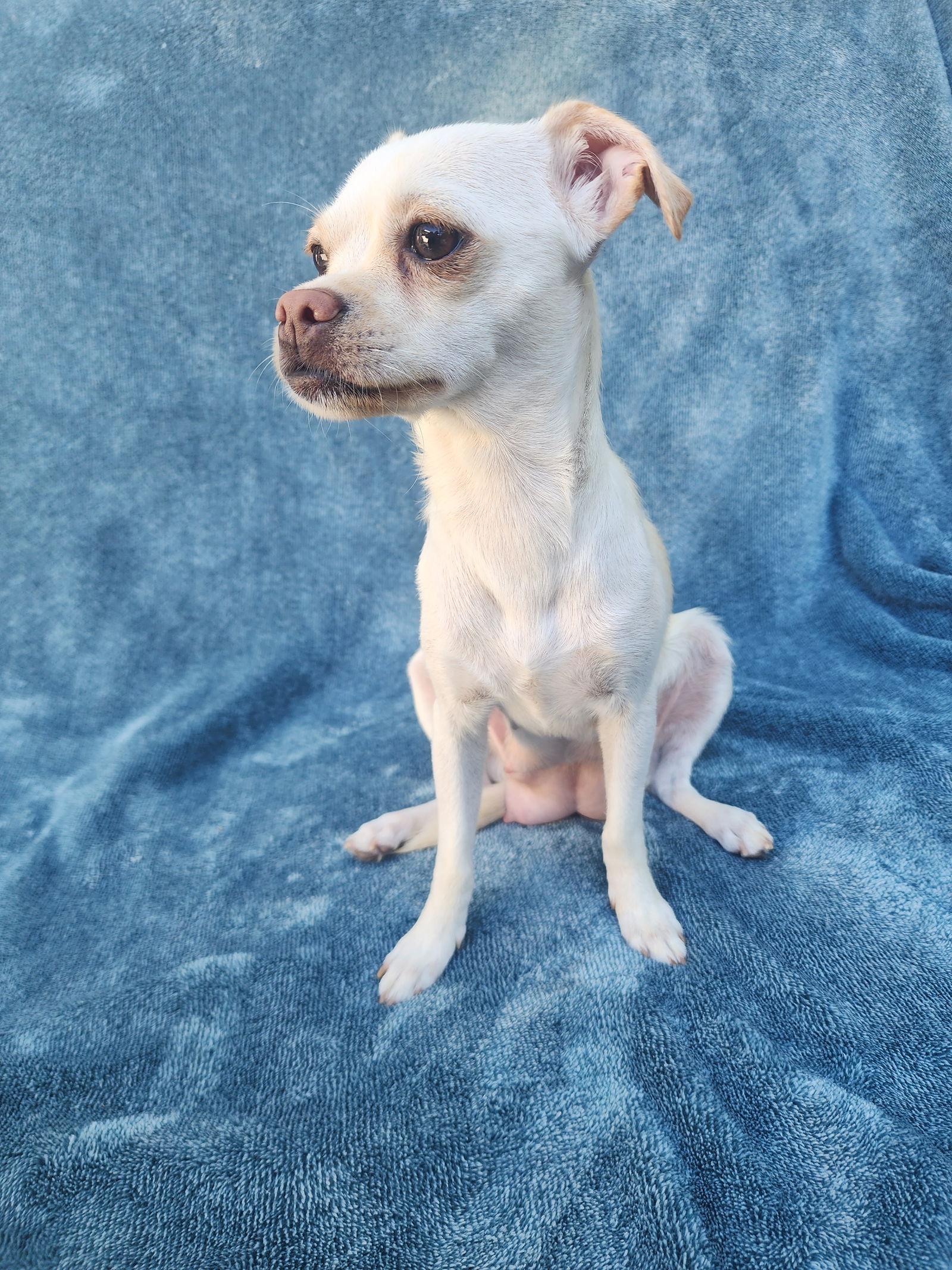 Challah, Adopted, Young Female Chihuahua & Terrier.