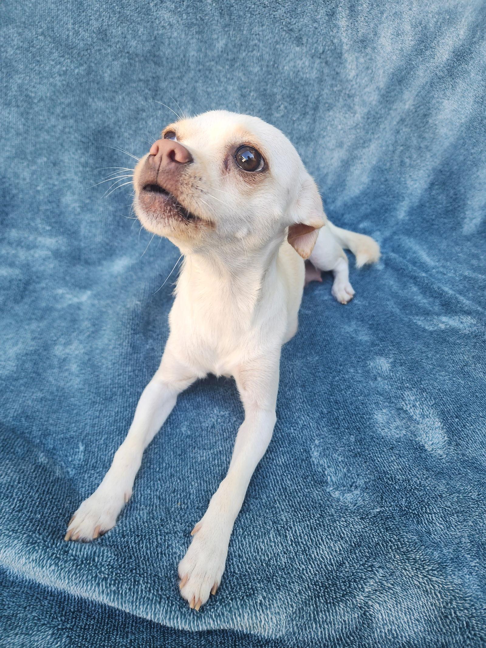 Enlarge Challah, a Adopted mixed breed in San Francisco, CA image 2/3