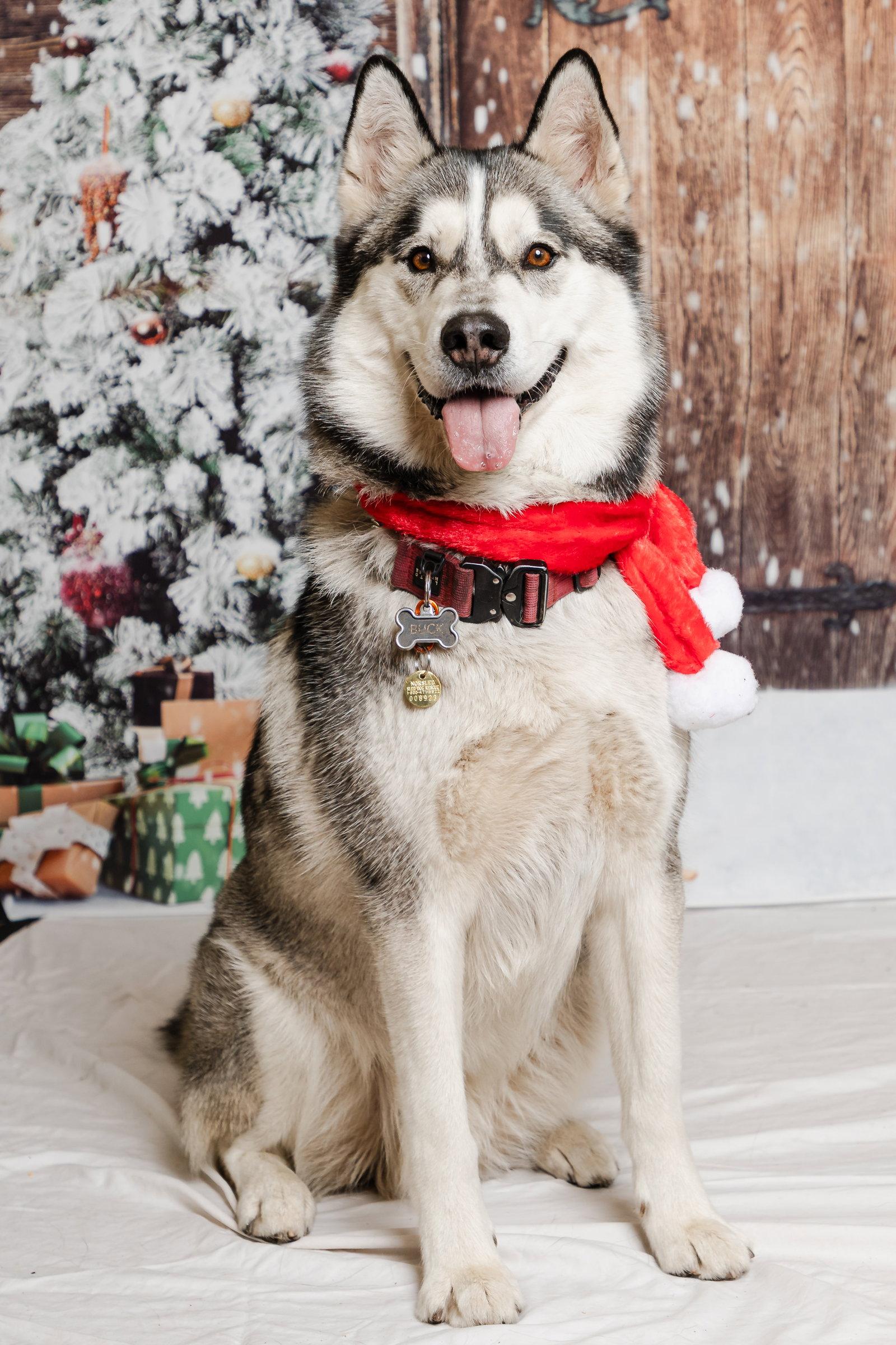 Enlarge Buck, a Adoptable Siberian Husky in Walnut Creek, CA image 1/3