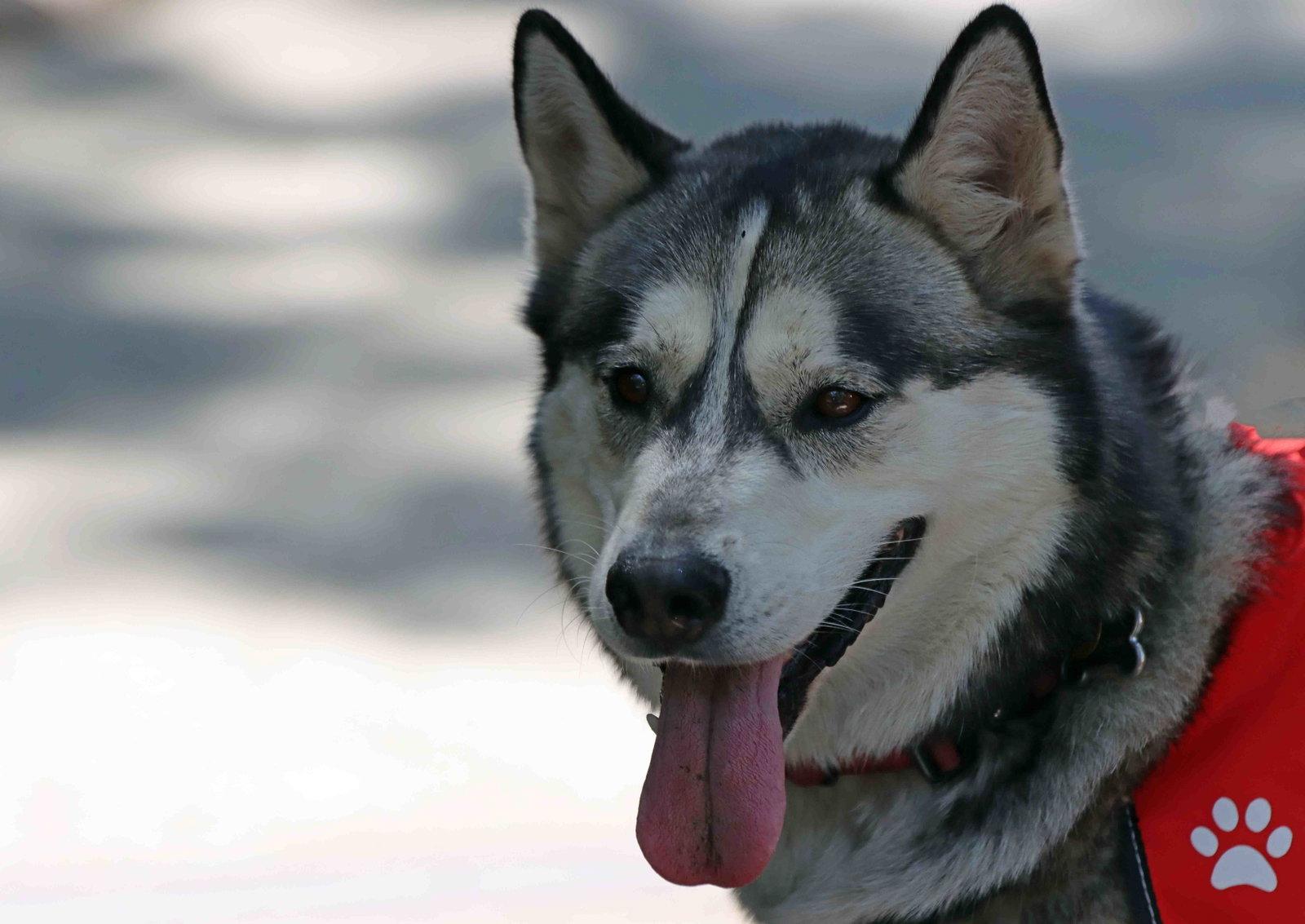 Enlarge Buck, a Adoptable Siberian Husky in Walnut Creek, CA image 1/3