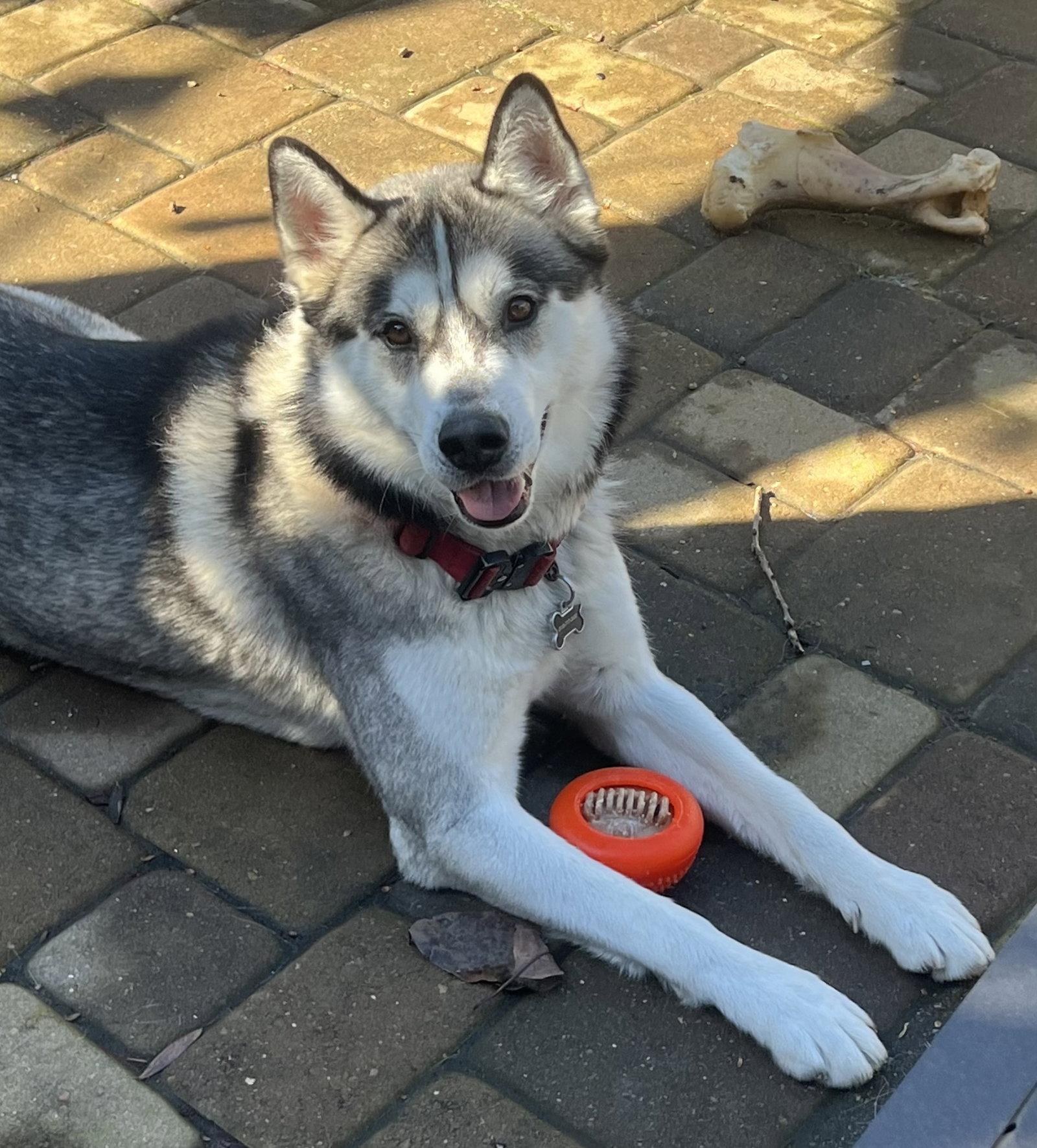 Enlarge Buck, a Adoptable Siberian Husky in Walnut Creek, CA image 2/3