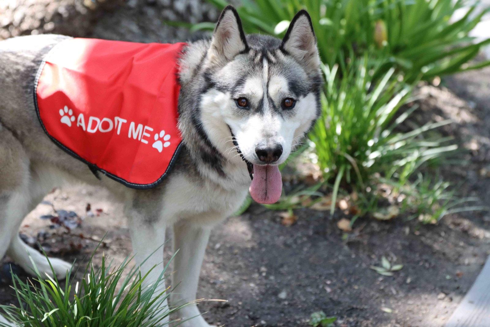 Enlarge Buck, a Adoptable Siberian Husky in Walnut Creek, CA image 2/3