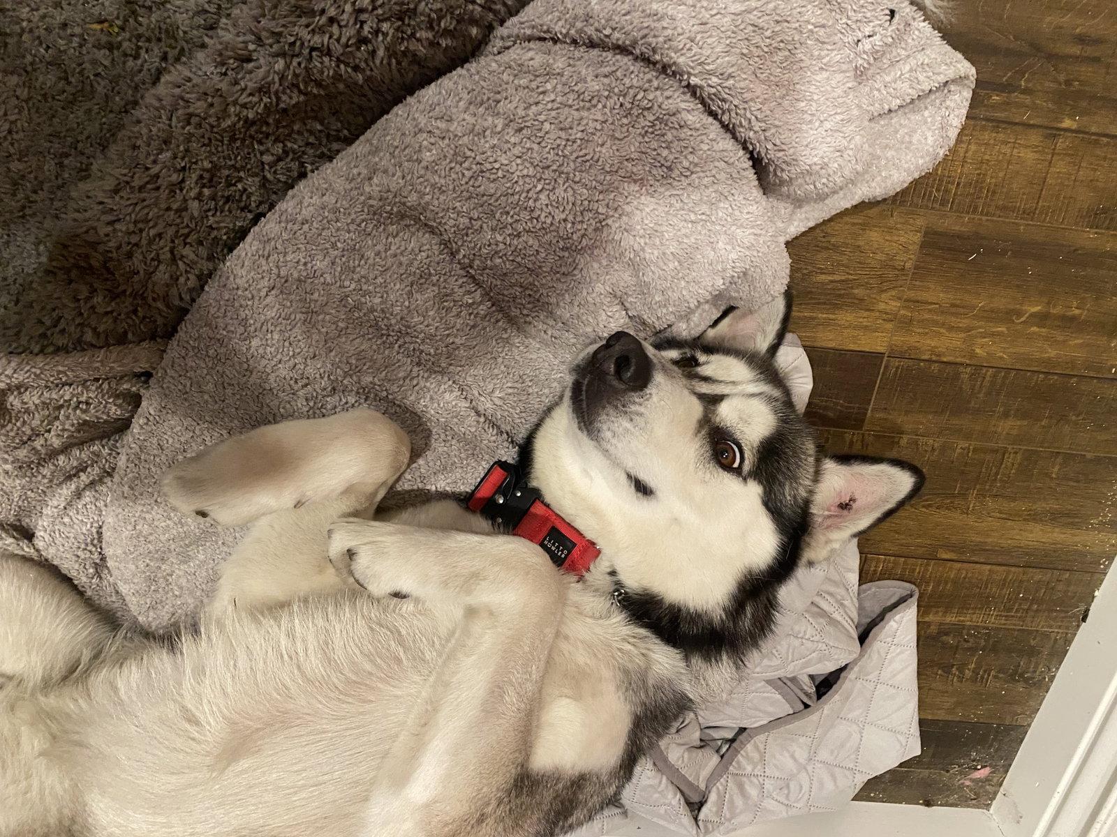 Enlarge Buck, a Adoptable Siberian Husky in Walnut Creek, CA image 3/3