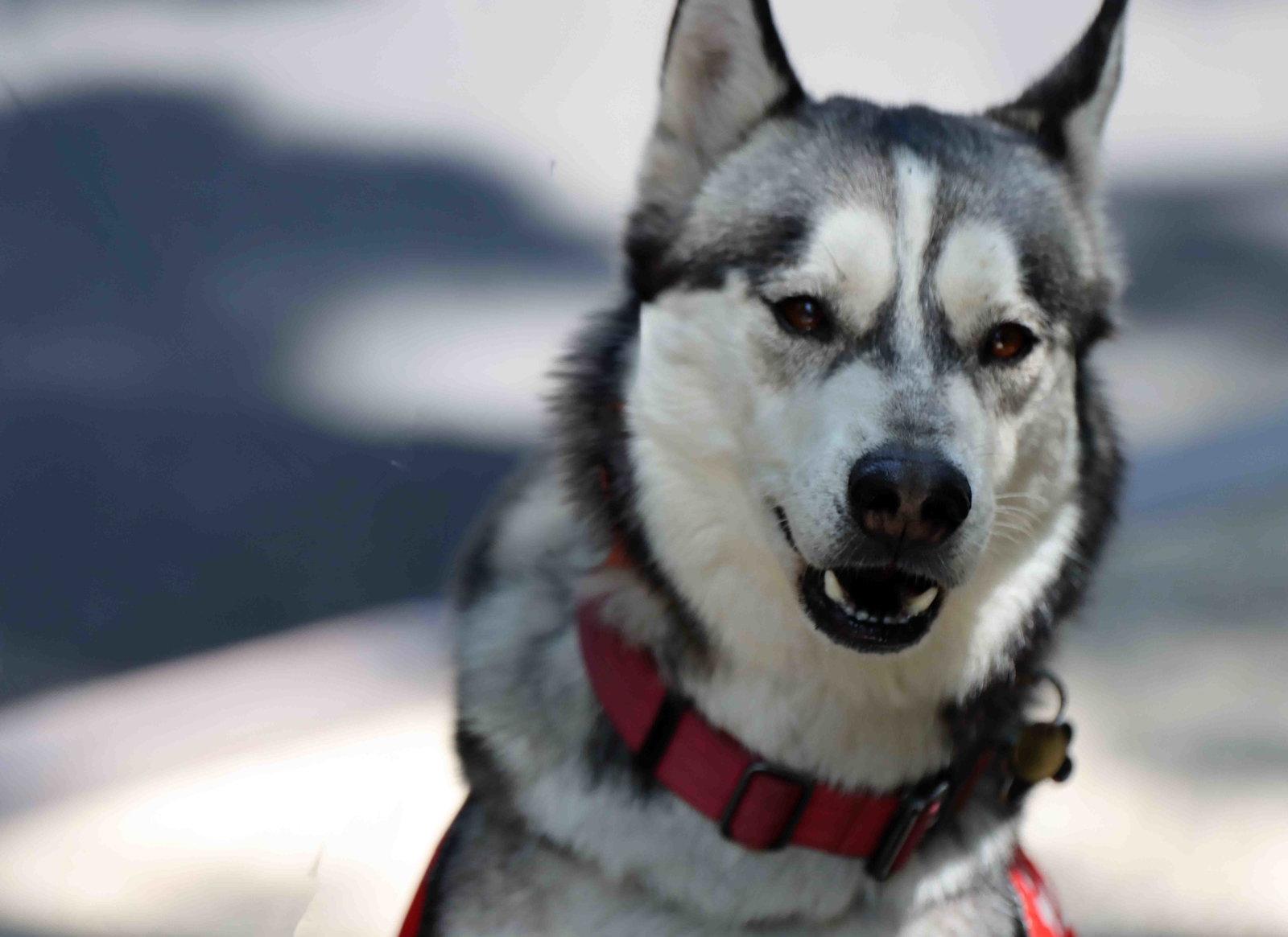 Enlarge Buck, a Adoptable Siberian Husky in Walnut Creek, CA image 3/3