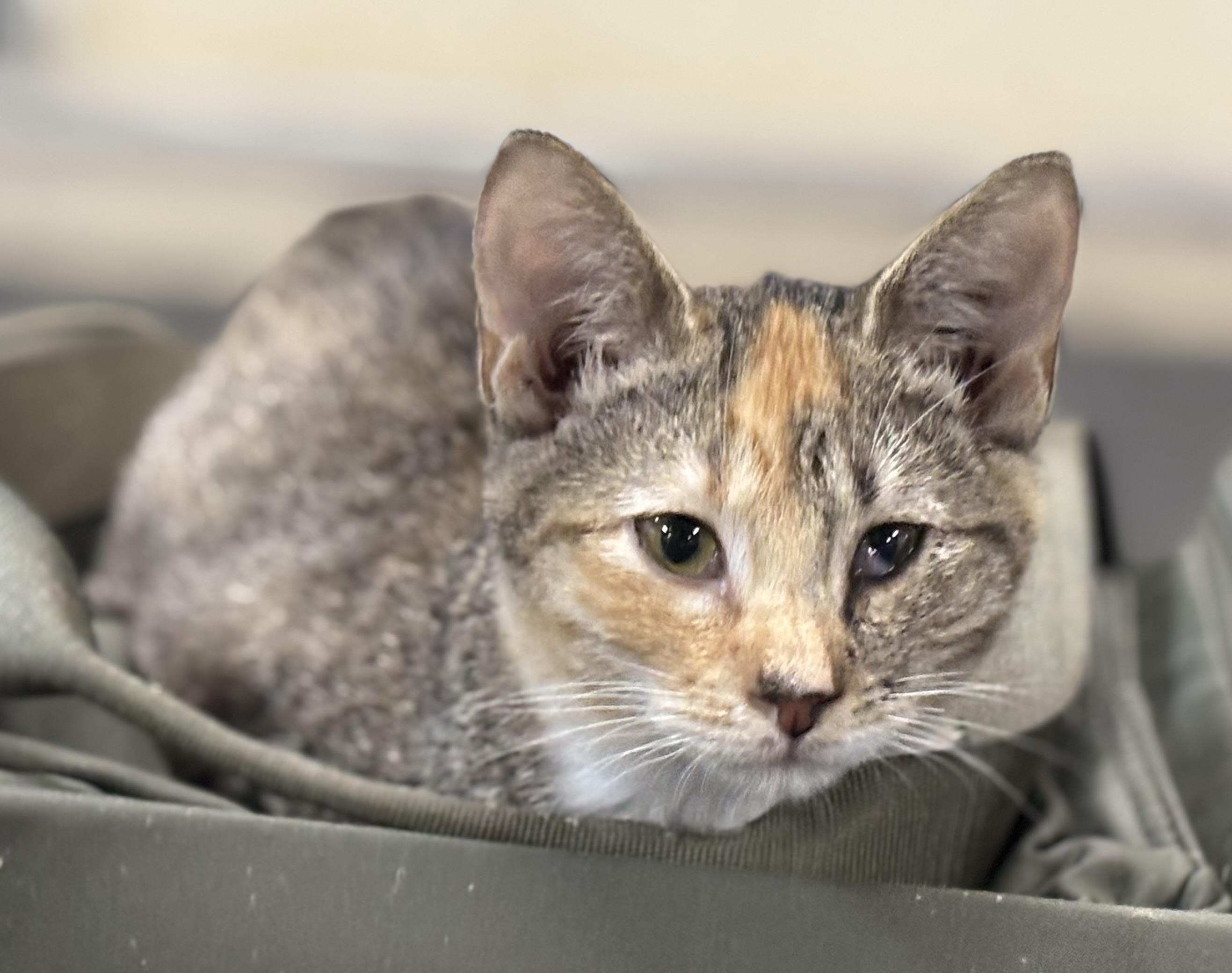 Coco, a Adoptable Domestic Short Hair in Melbourne, AR image 1/6