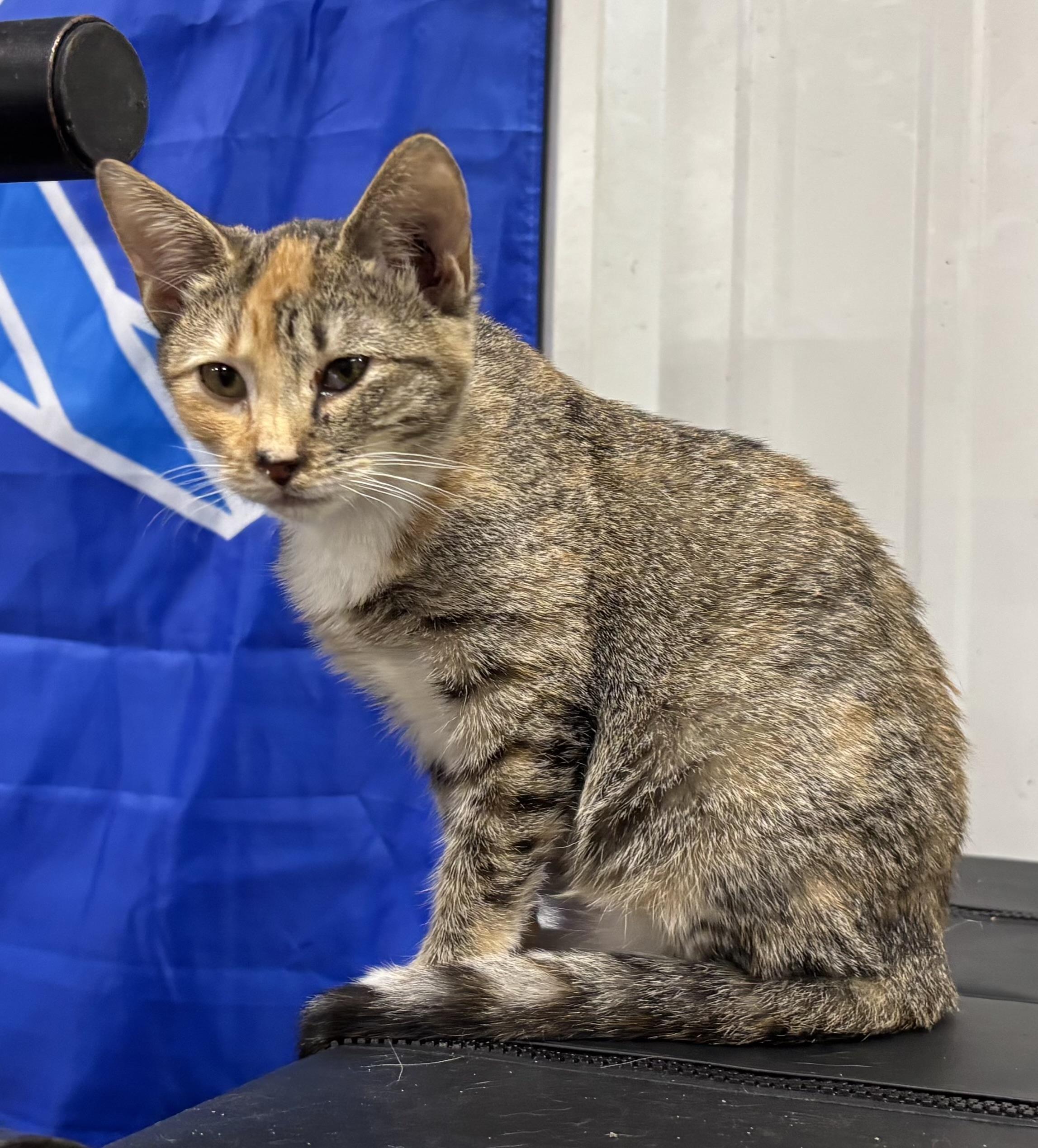 Coco, a Adoptable Domestic Short Hair in Melbourne, AR image 3/6