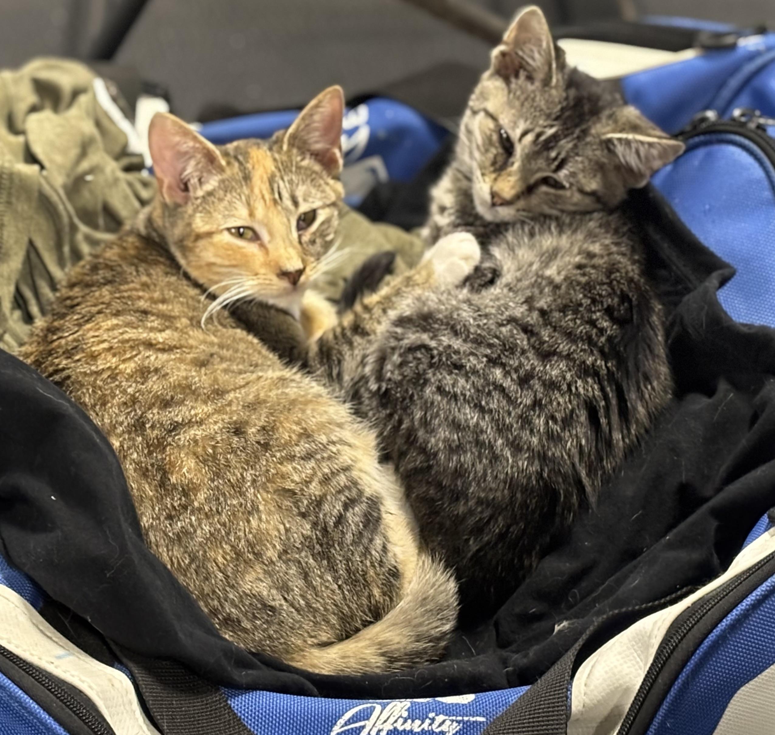 Coco, a Adoptable Domestic Short Hair in Melbourne, AR image 4/6