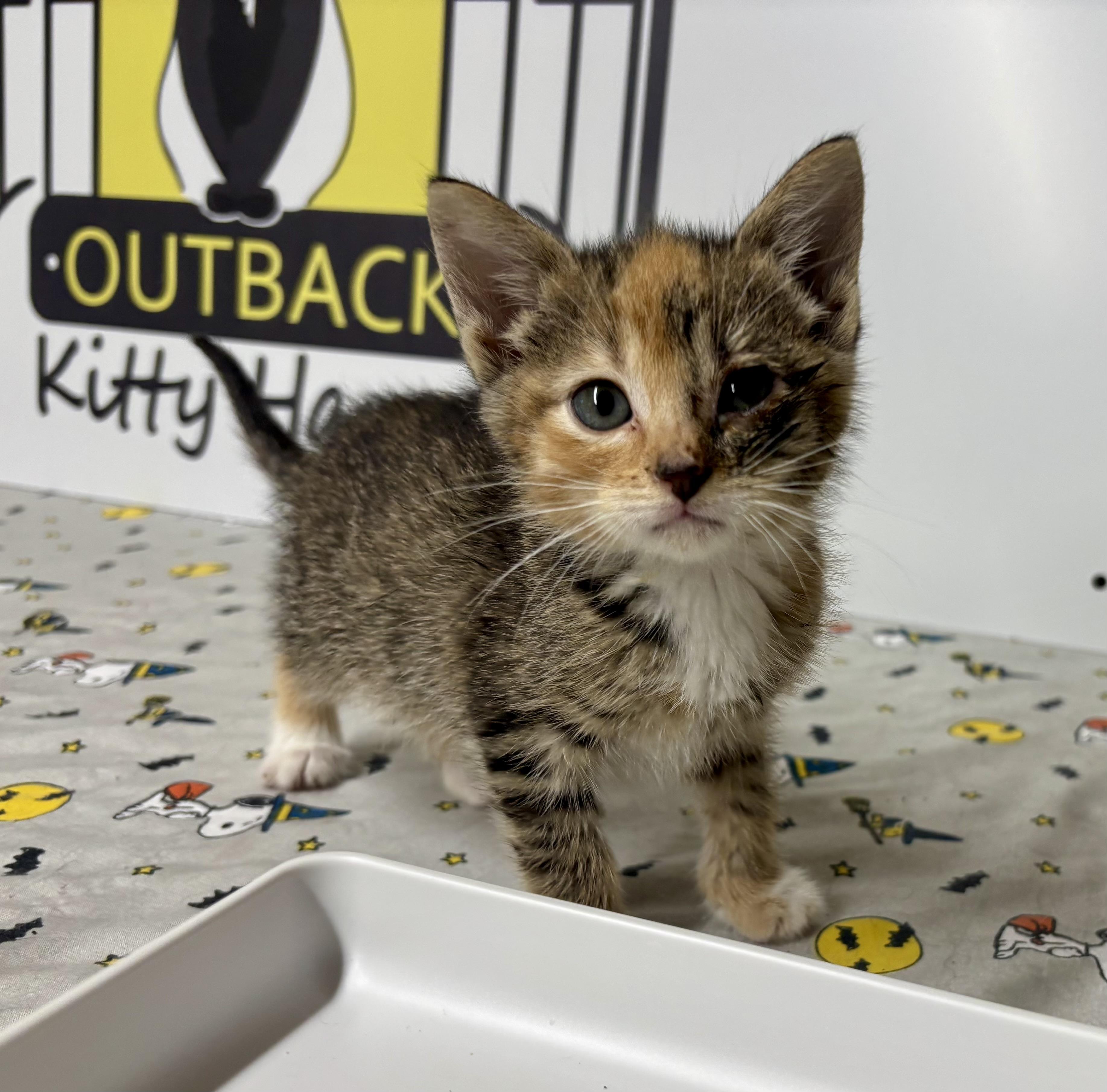 Coco, a Adoptable Domestic Short Hair in Melbourne, AR image 6/6