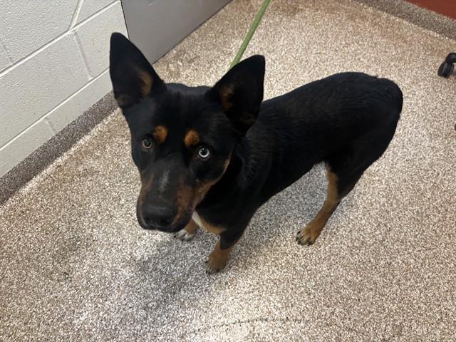 Enlarge PORTER, a Adoptable mixed breed in Pueblo, CO image 1/1