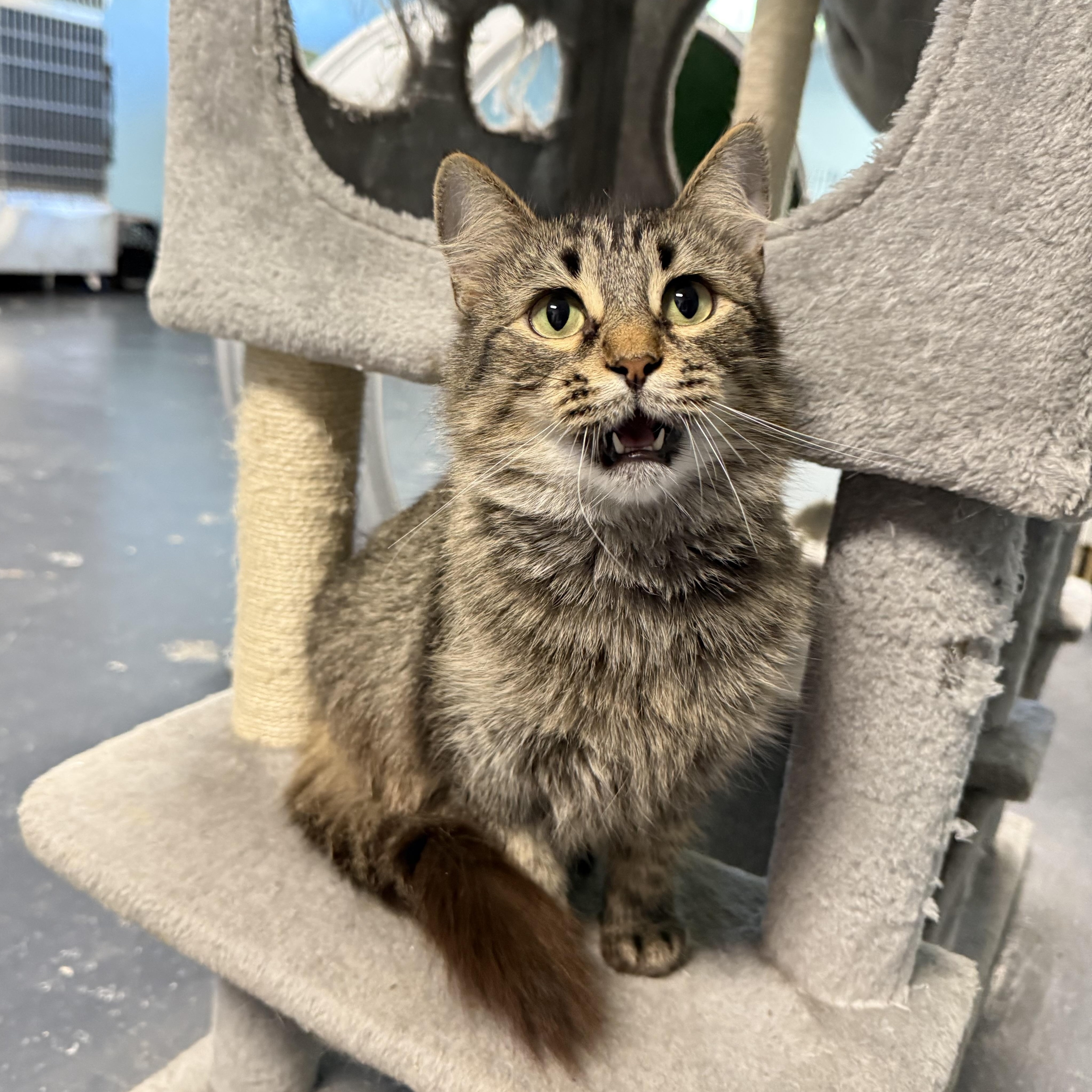 Enlarge Enoki, a Adoptable Domestic Long Hair in Covington, LA image 6/6