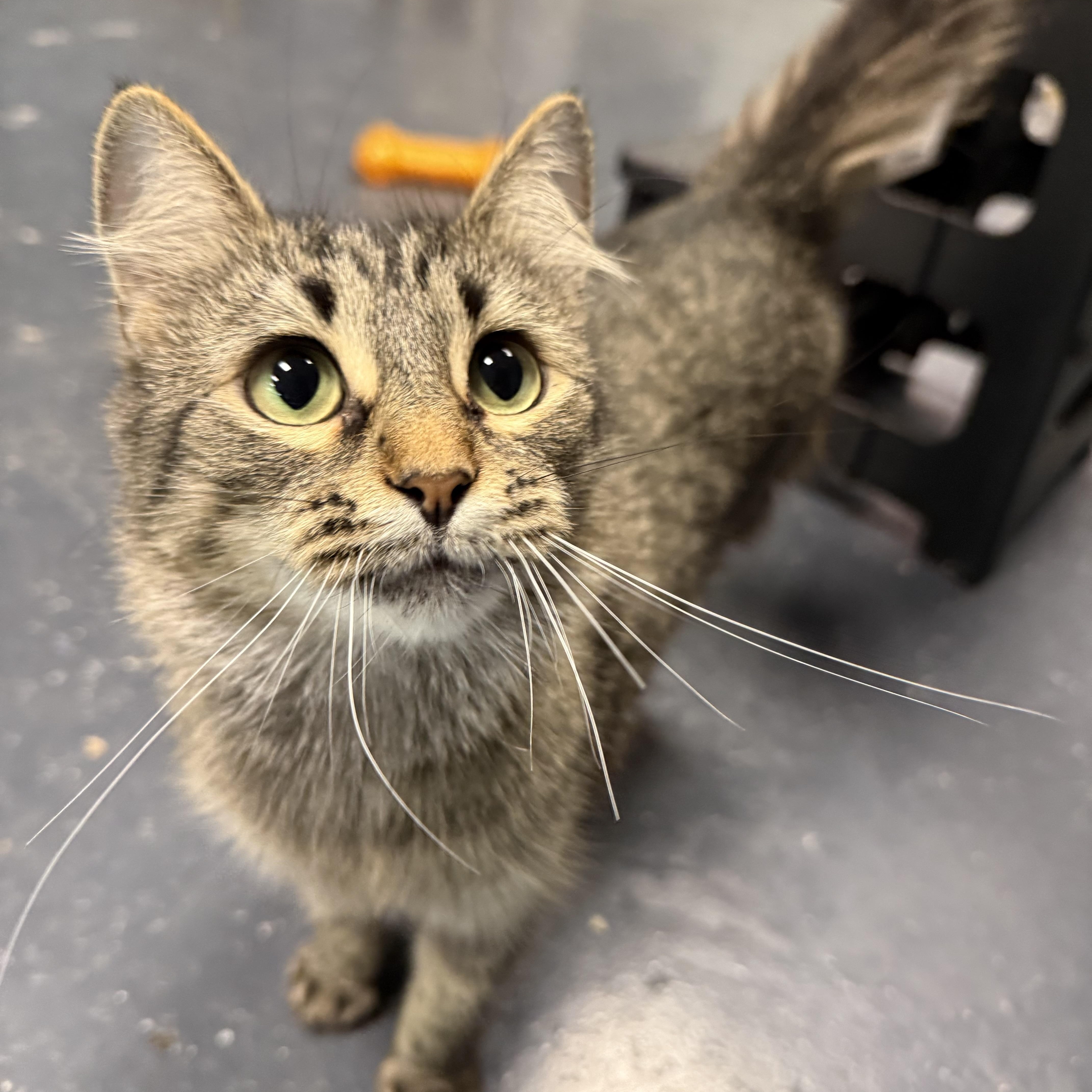 Enlarge Enoki, a Adoptable Domestic Long Hair in Covington, LA image 5/6