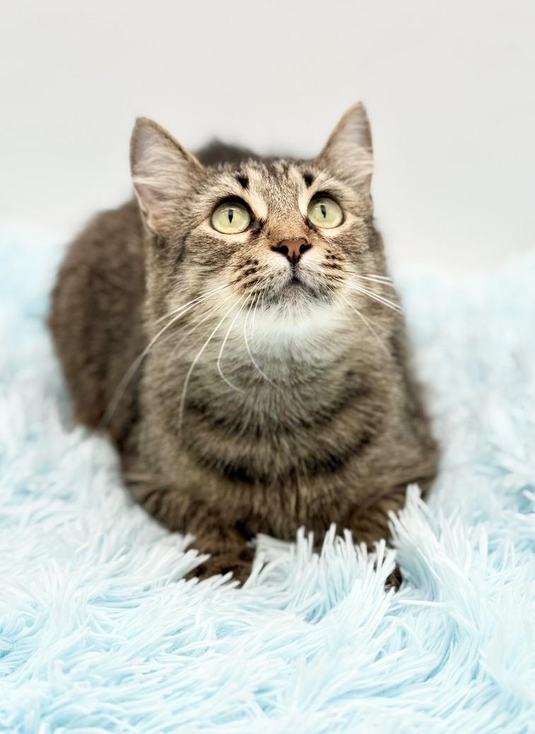 Enlarge Enoki, a Adoptable Domestic Long Hair in Covington, LA image 4/6