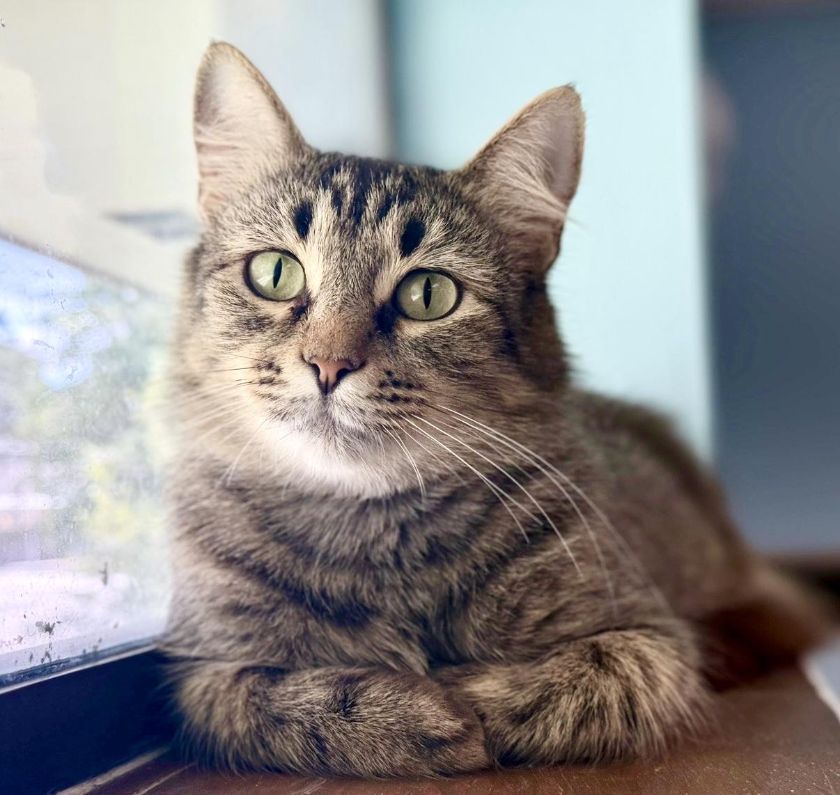 Enlarge Enoki, a Adoptable Domestic Long Hair in Covington, LA image 1/6