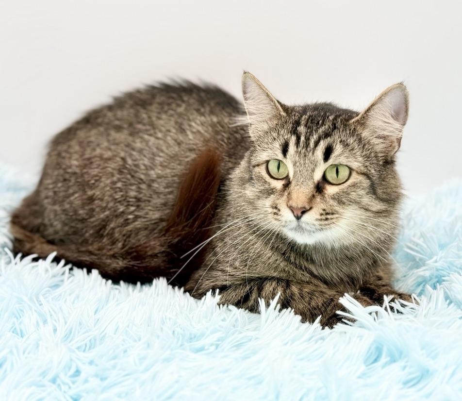 Enlarge Enoki, a Adoptable Domestic Long Hair in Covington, LA image 2/6