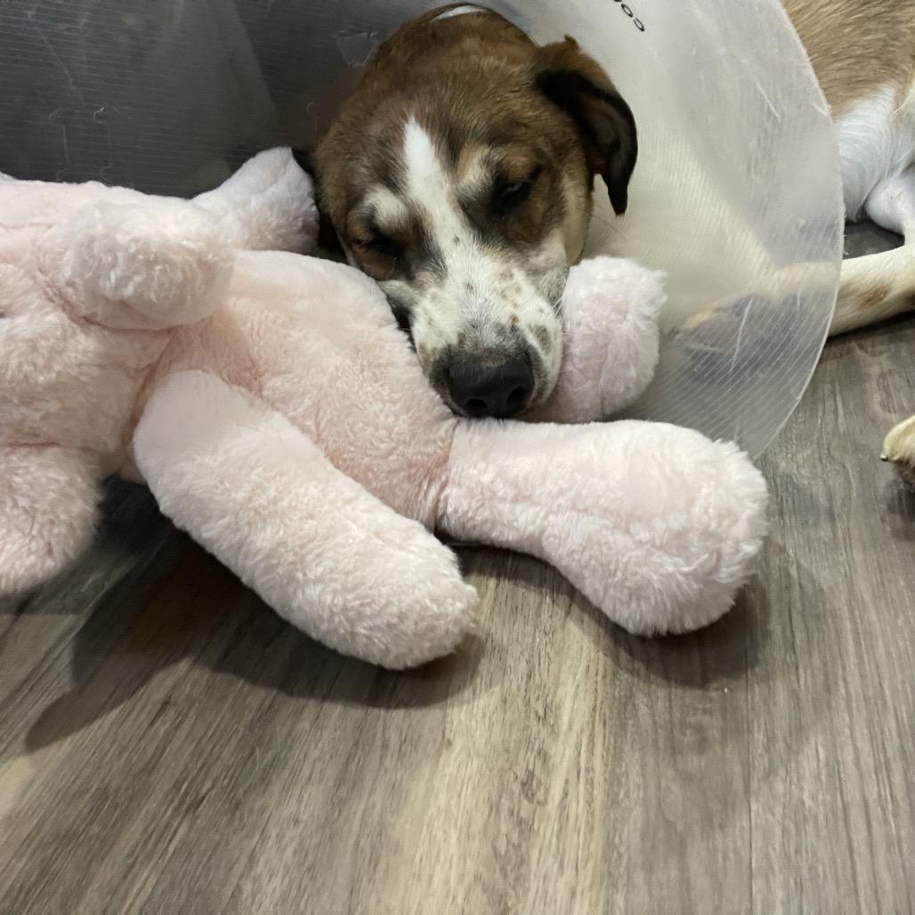 Enlarge DK, a Adoptable mixed breed in Muncie, IN image 2/2