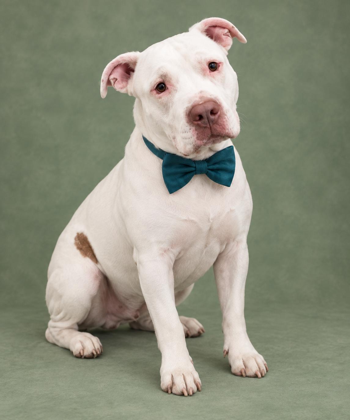 Earl, Adoptable, Young Male Pit Bull Terrier.