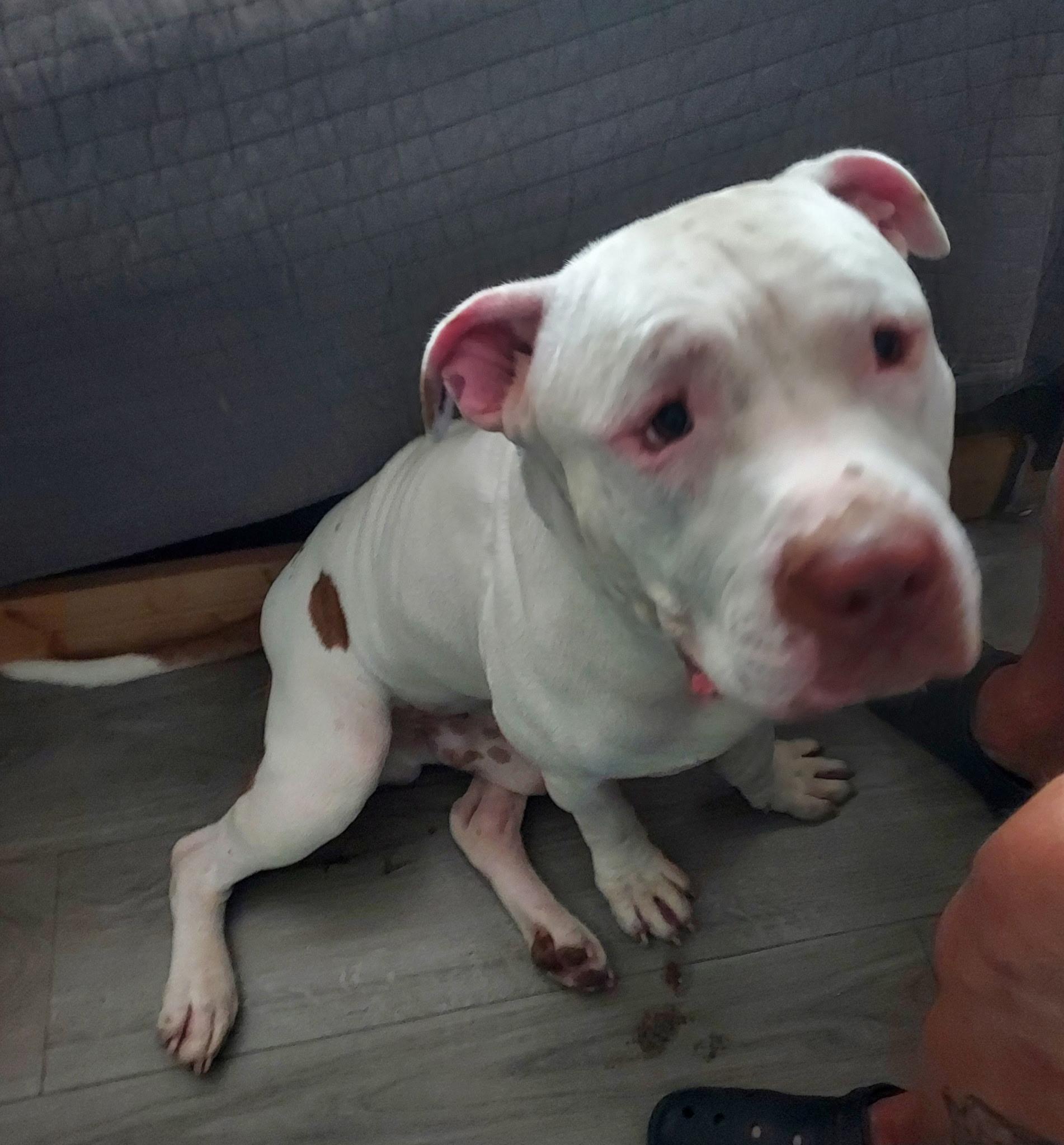 Enlarge Earl, a Adoptable Pit Bull Terrier in merrillville, IN image 2/2
