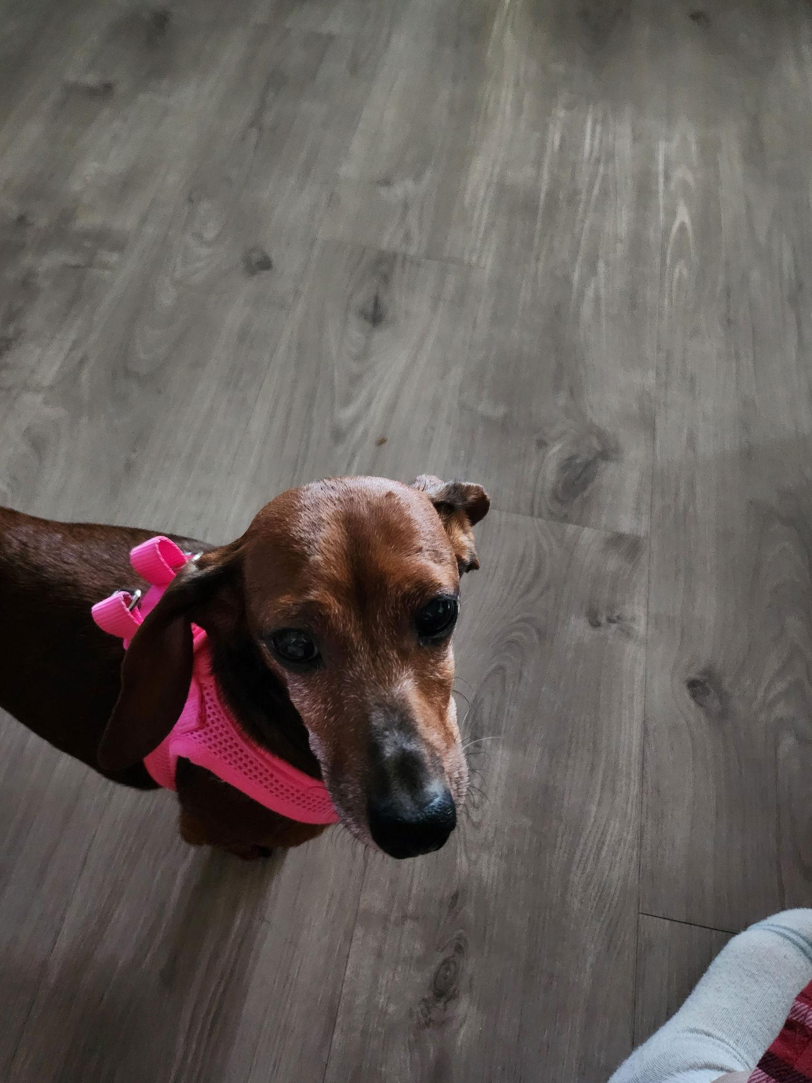 Cherry, Adopted, Young Female Dachshund.