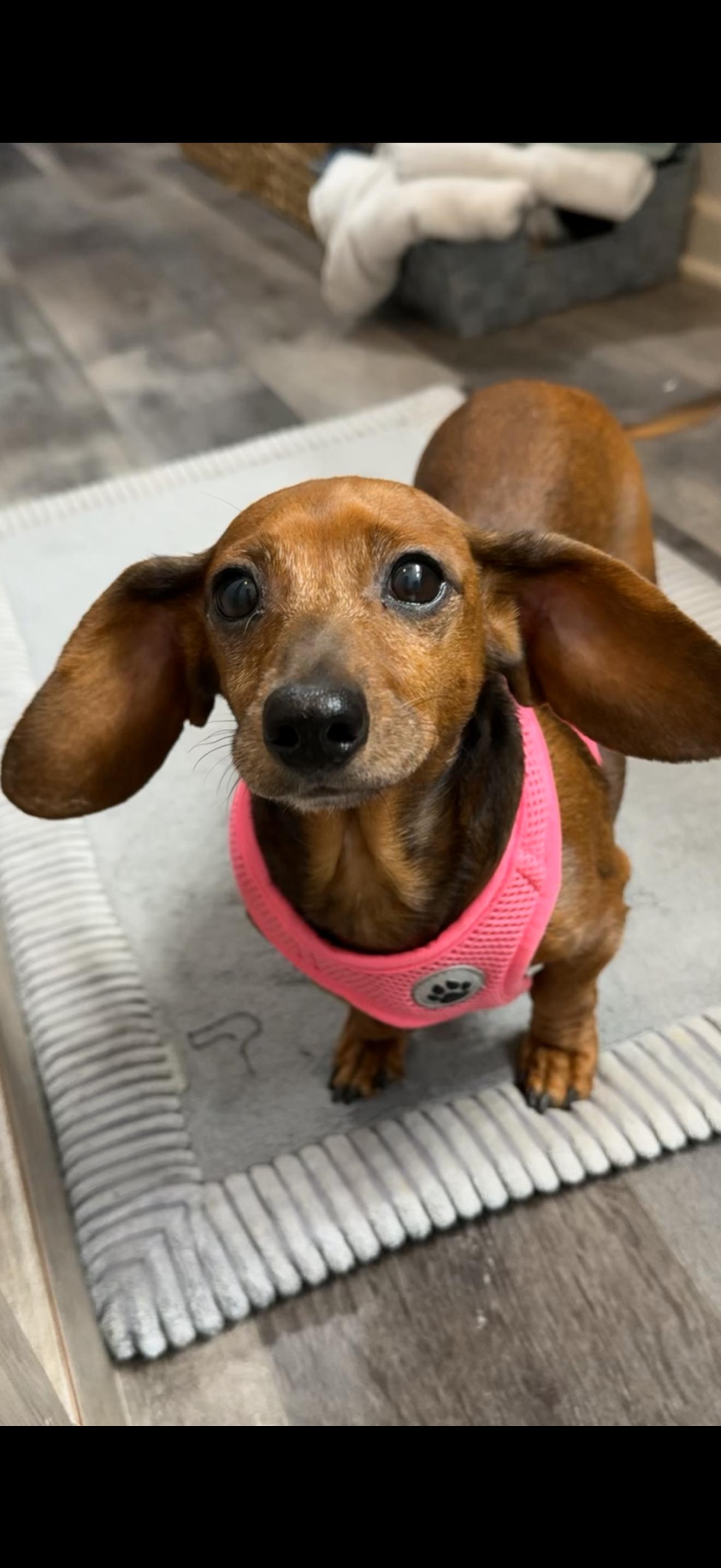 Enlarge Cherry, a Adopted Dachshund in Austin, TX image 2/3