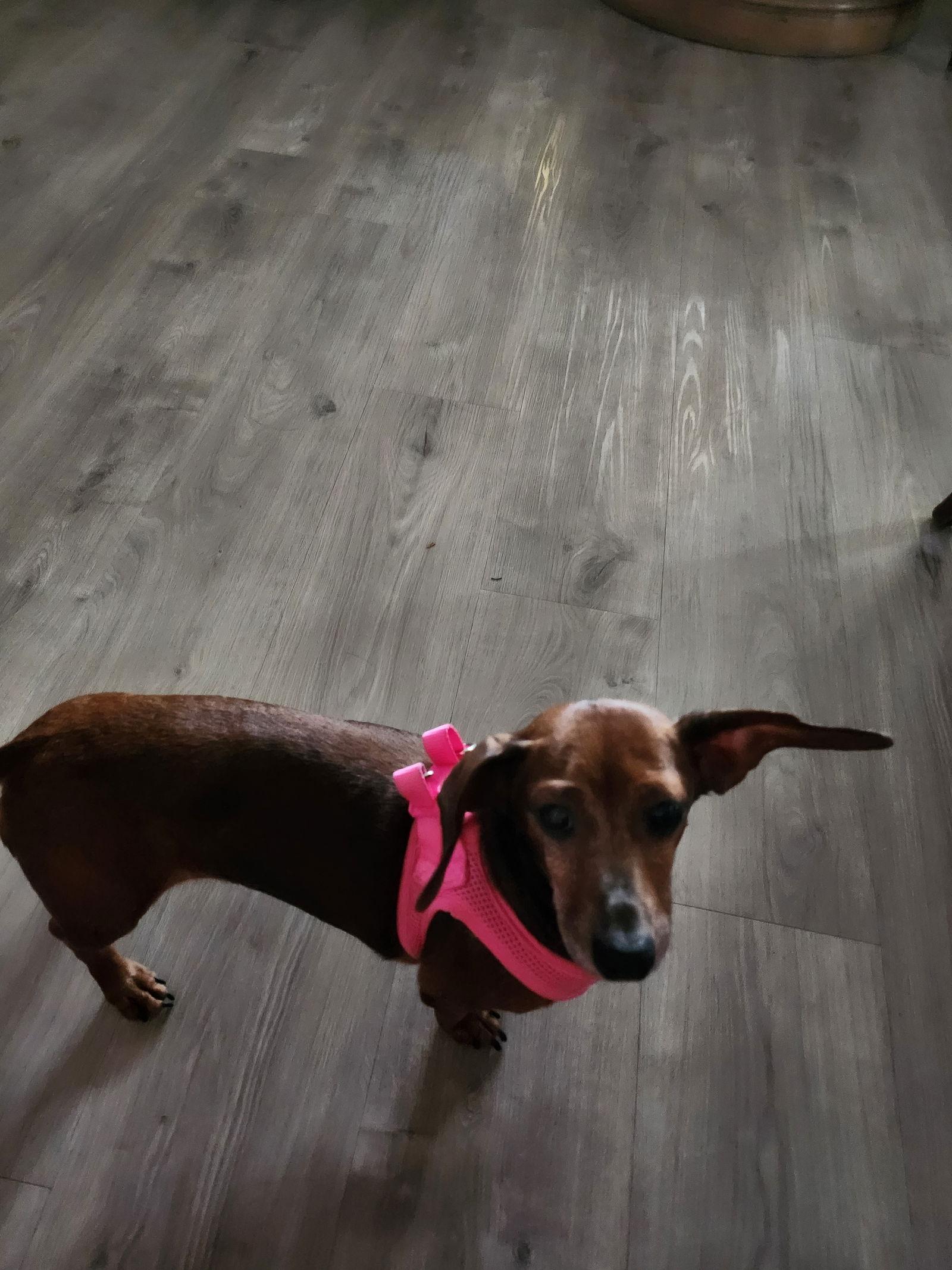 Enlarge Cherry, a Adopted Dachshund in Austin, TX image 3/3