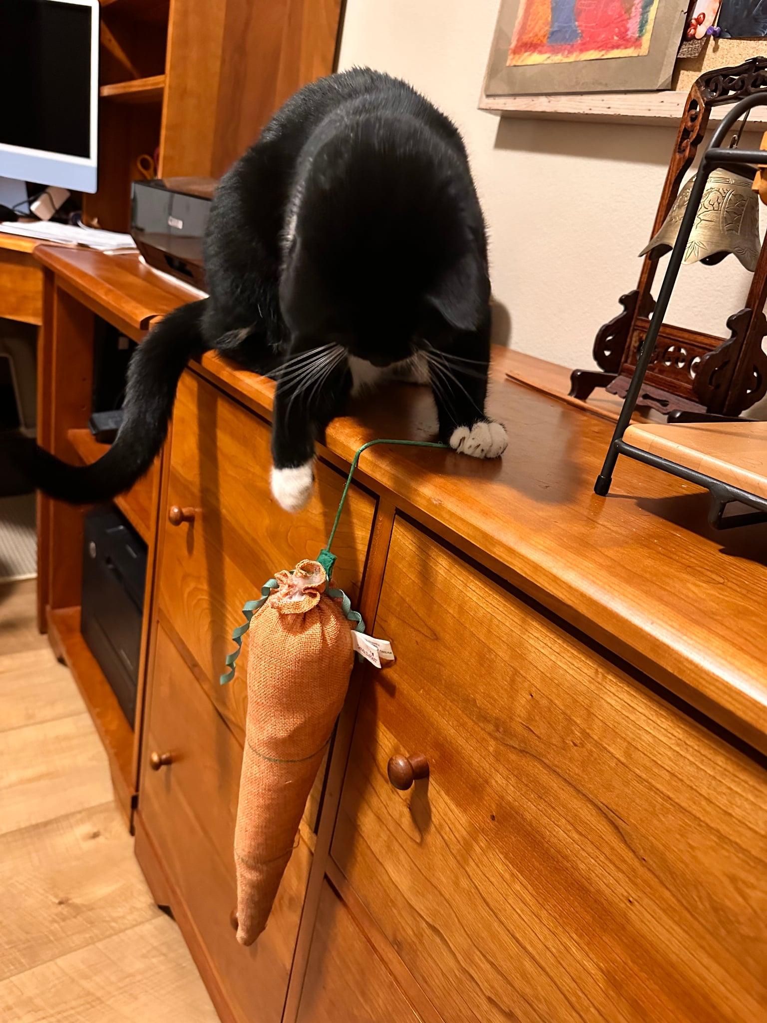 Enlarge Eva, a ADOPTABLE Domestic Short Hair in Hermiston, OR image 4/4