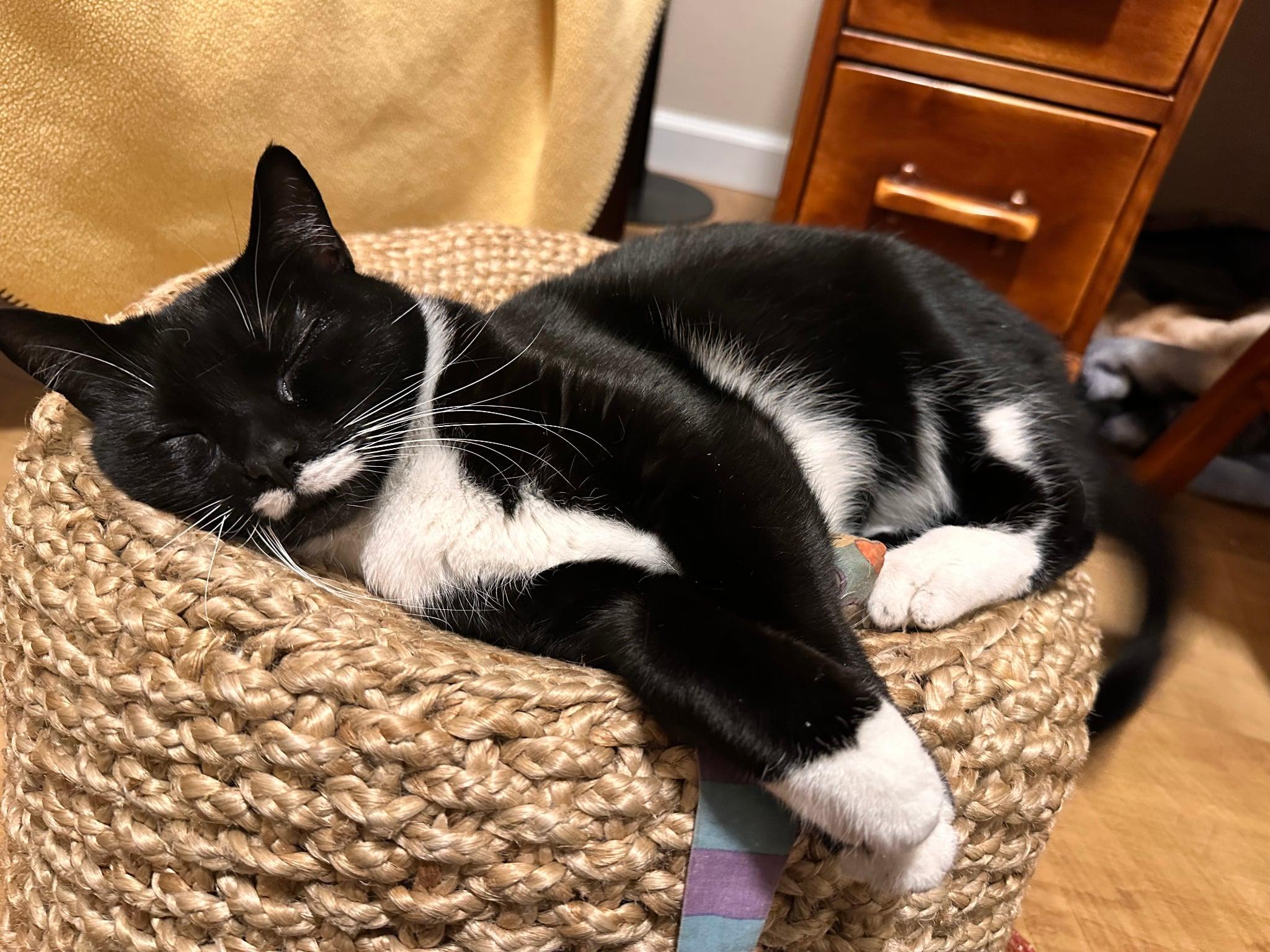 Enlarge Eva, a ADOPTABLE Domestic Short Hair in Hermiston, OR image 3/4