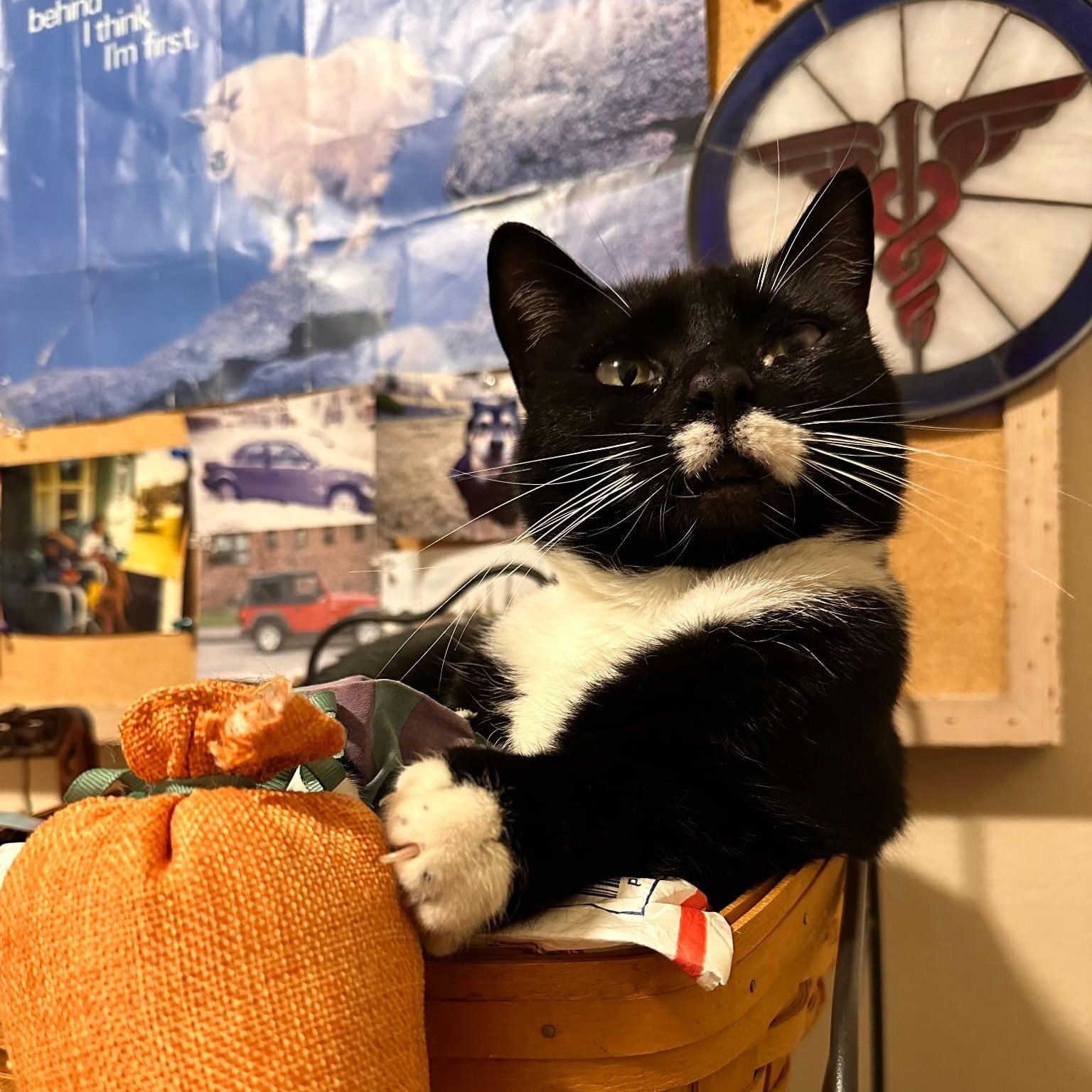 Eva, ADOPTABLE, Adult Female Domestic Short Hair.