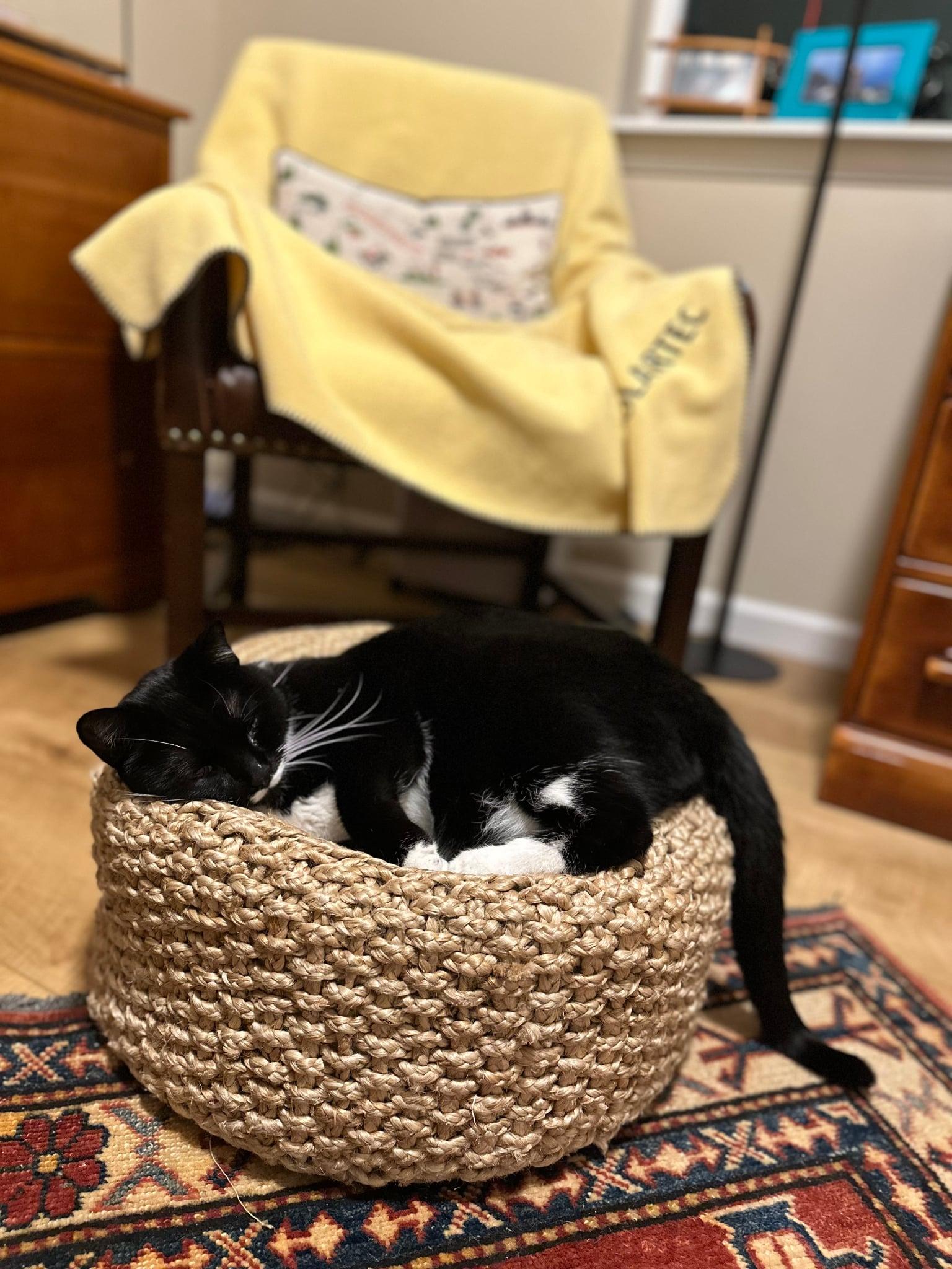 Enlarge Eva, a ADOPTABLE Domestic Short Hair in Hermiston, OR image 2/4