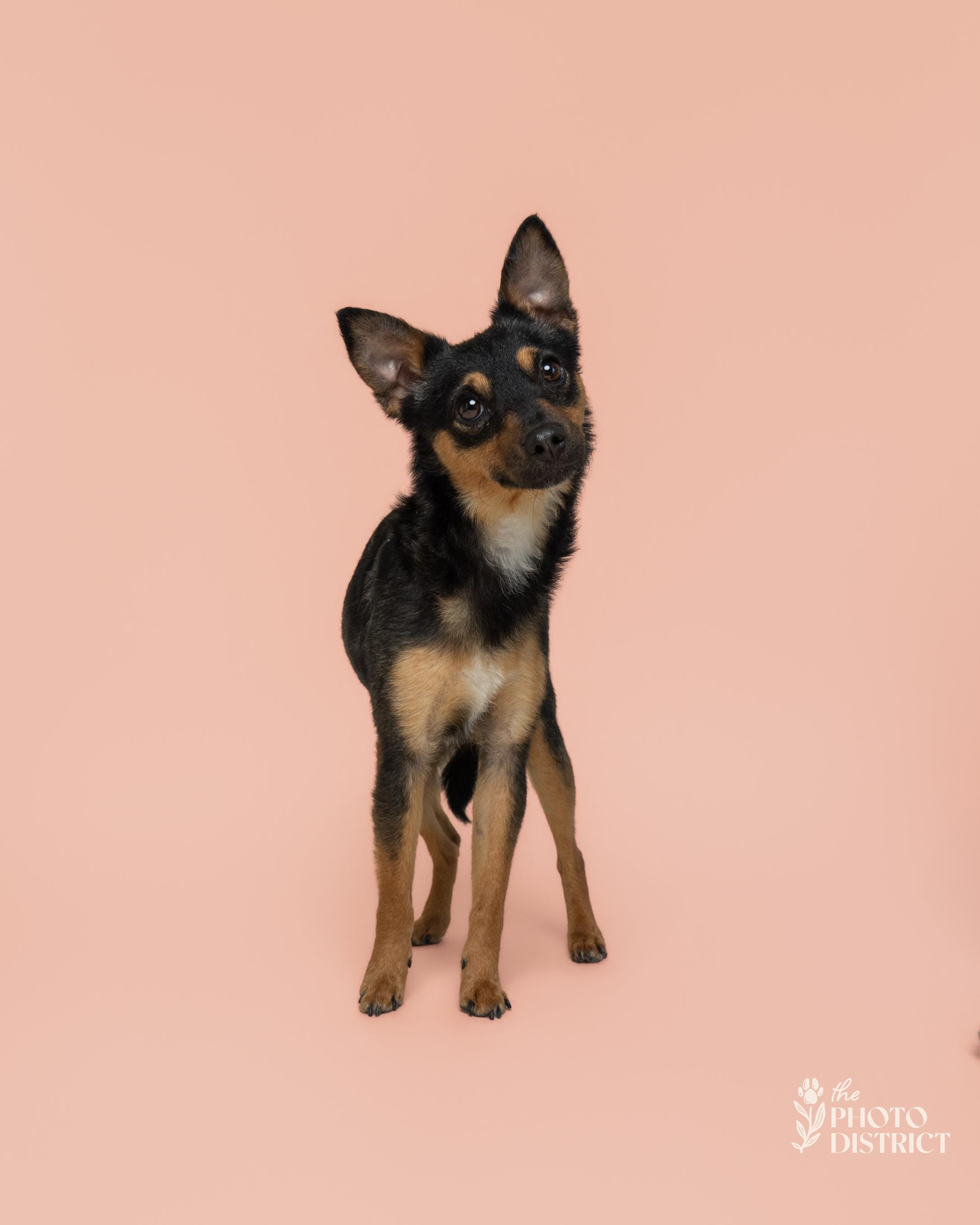 Tiny, a ADOPTABLE mixed breed in Wilmington, NC image 1/6