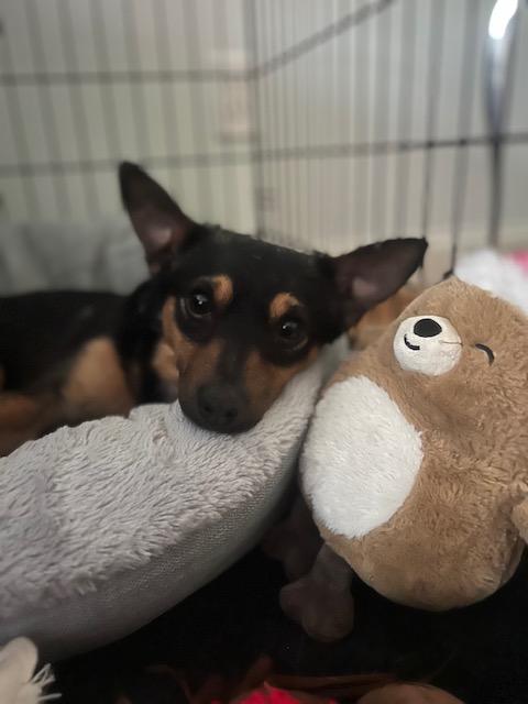 Enlarge Tiny, a ADOPTABLE mixed breed in Wilmington, NC image 2/6