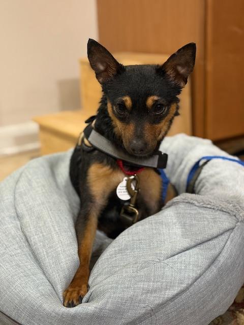 Enlarge Tiny, a ADOPTABLE mixed breed in Wilmington, NC image 6/6