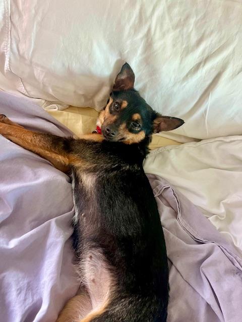 Enlarge Tiny, a ADOPTABLE mixed breed in Wilmington, NC image 3/6