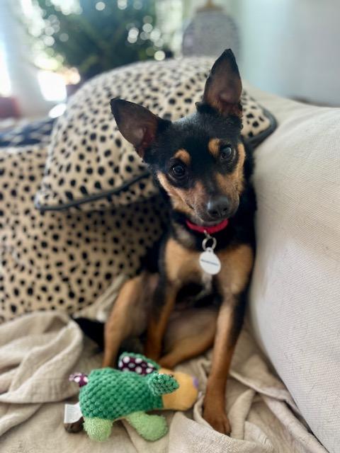 Tiny, ADOPTABLE, Adult Female Feist.