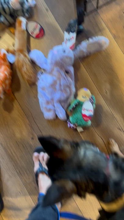 Enlarge Tiny, a ADOPTABLE mixed breed in Wilmington, NC video 4/6