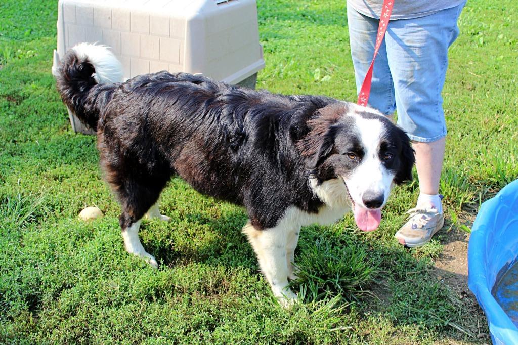 Enlarge Theodore Roosevelt, a Adoptable Border Collie in Indianapolis, IN image 1/3