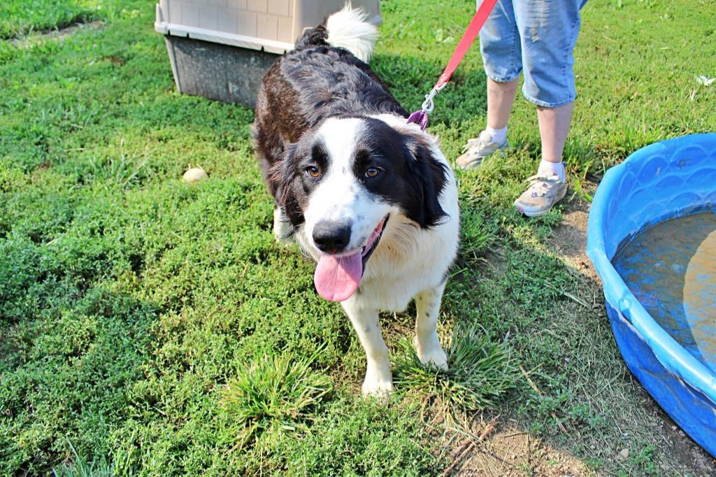 Enlarge Theodore Roosevelt, a Adoptable Border Collie in Indianapolis, IN image 2/3