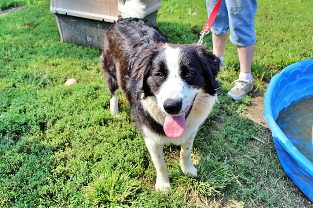 Enlarge Theodore Roosevelt, a Adoptable Border Collie in Indianapolis, IN image 3/3