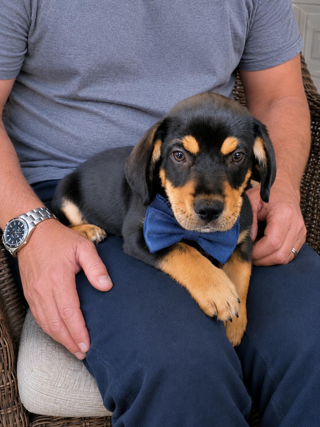 Titus, Adoptable, Puppy Male Beagle.