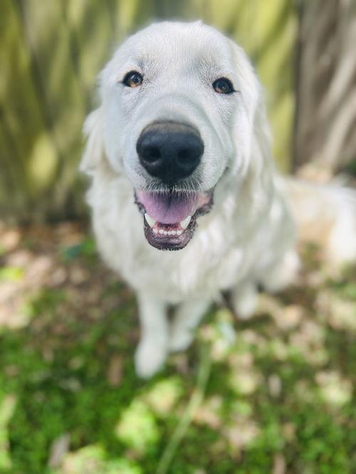 Lila 4