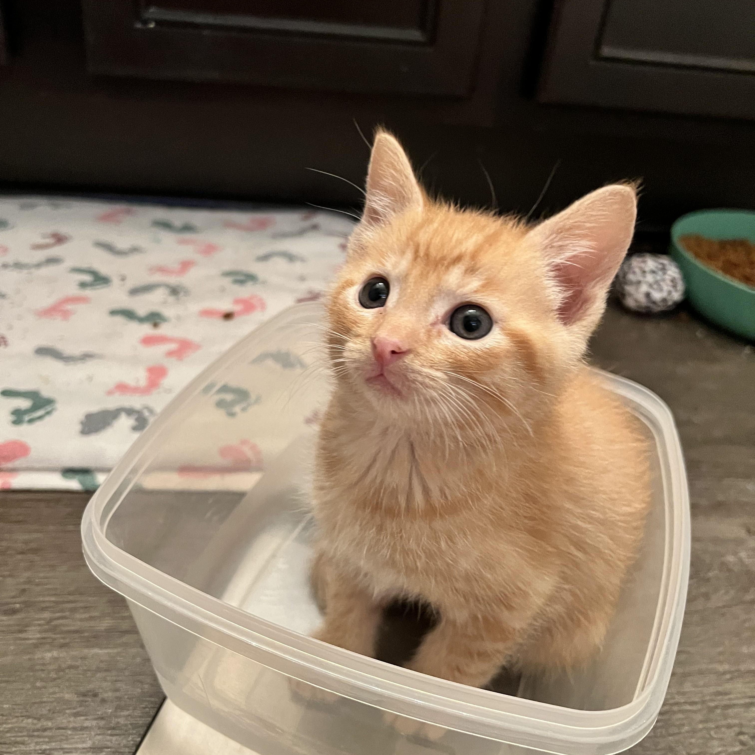 Mini Wheat, adopted, Kitten Male Domestic Short Hair.