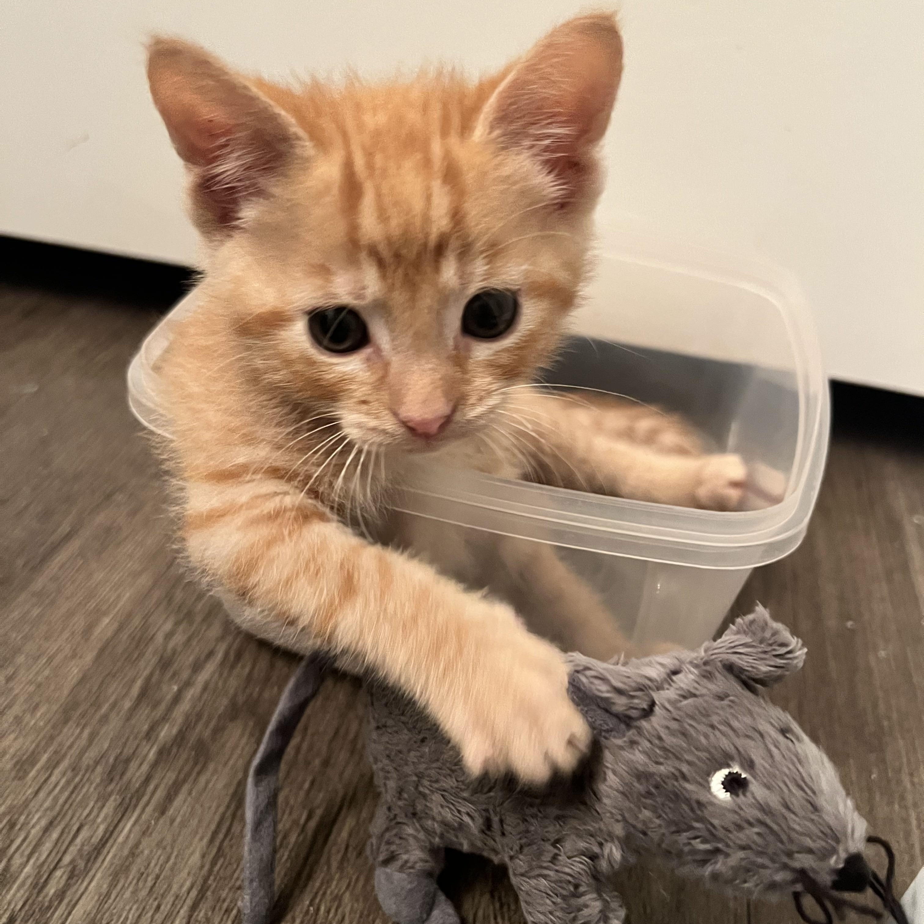 Mini Wheat, an adopted Domestic Short Hair in Bryan, TX image 3/3